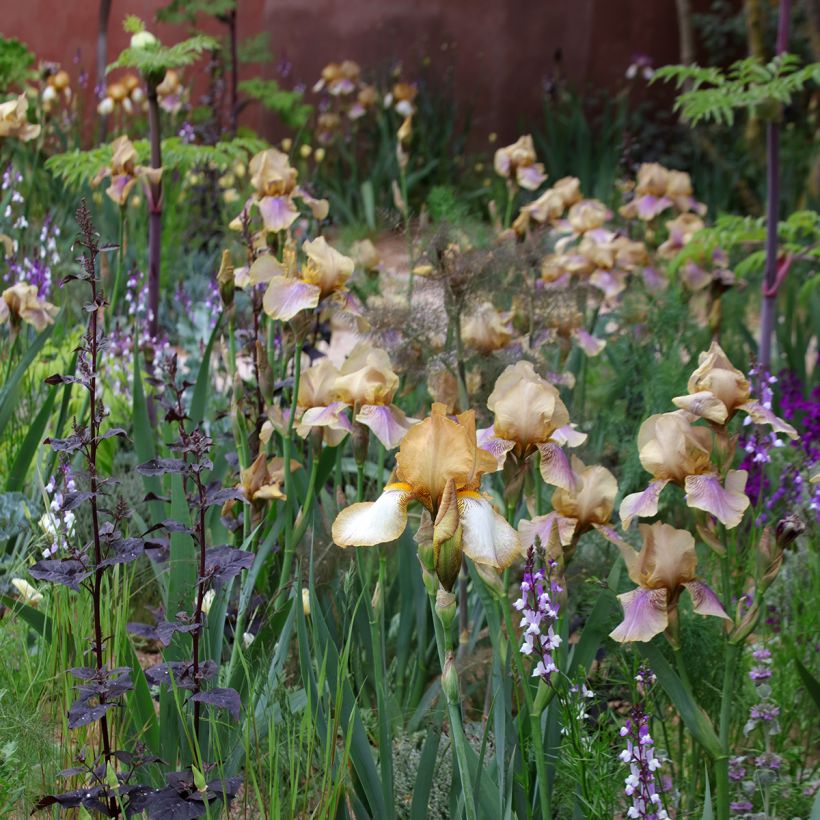 Iris germanica Burnt Toffee (Porte)