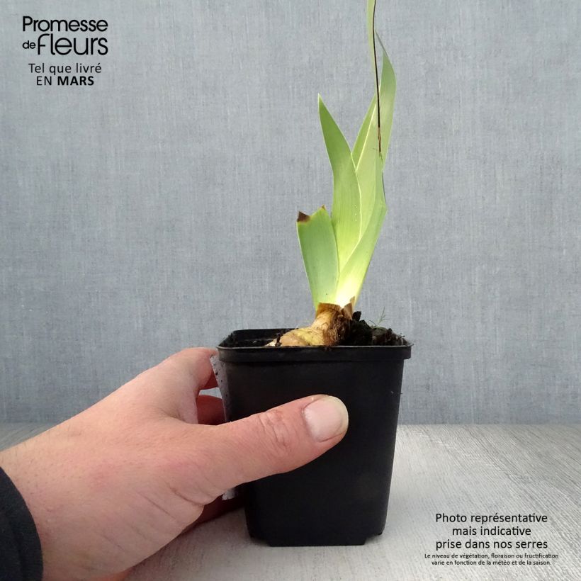 Iris germanica Burst Maceta de 8/9 cm Ejemplar entregado en la primavera
