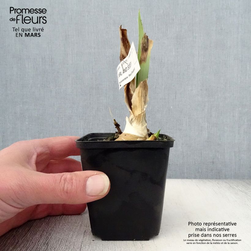 Iris germanica Carl and Sissy Maceta de 8/9 cm Ejemplar entregado en la primavera