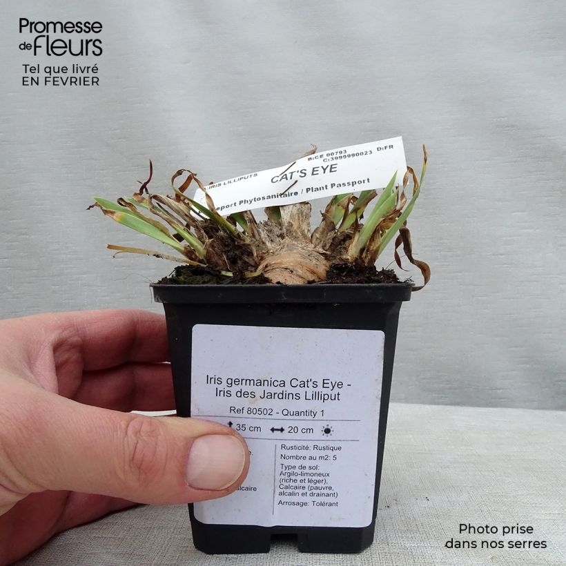 Iris germanica Cat's Eye Maceta de 8/9 cm Ejemplar entregado en invierno