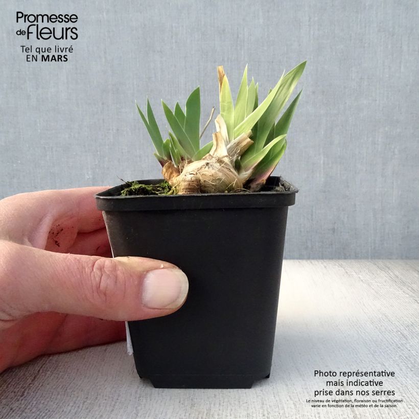 Iris germanica Cat's Eye Maceta de 8/9 cm Ejemplar entregado en la primavera