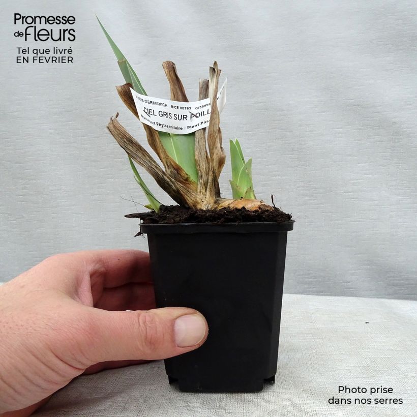 Iris germanica Ciel Gris sur Poilly Maceta de 8/9 cm Ejemplar entregado en invierno
