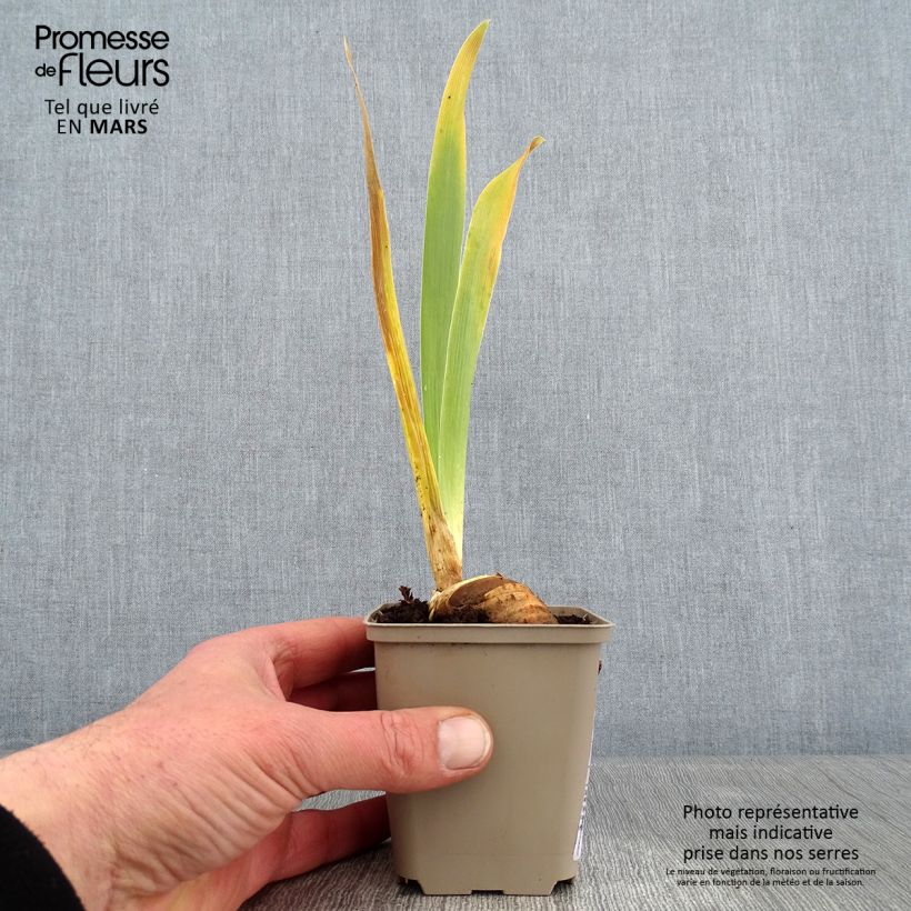 Iris germanica Cigarillo Maceta de 8/9 cm Ejemplar entregado en invierno