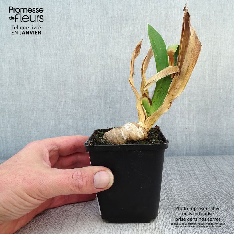 Iris germanica Confiserie Maceta de 8/9 cm Ejemplar entregado en invierno