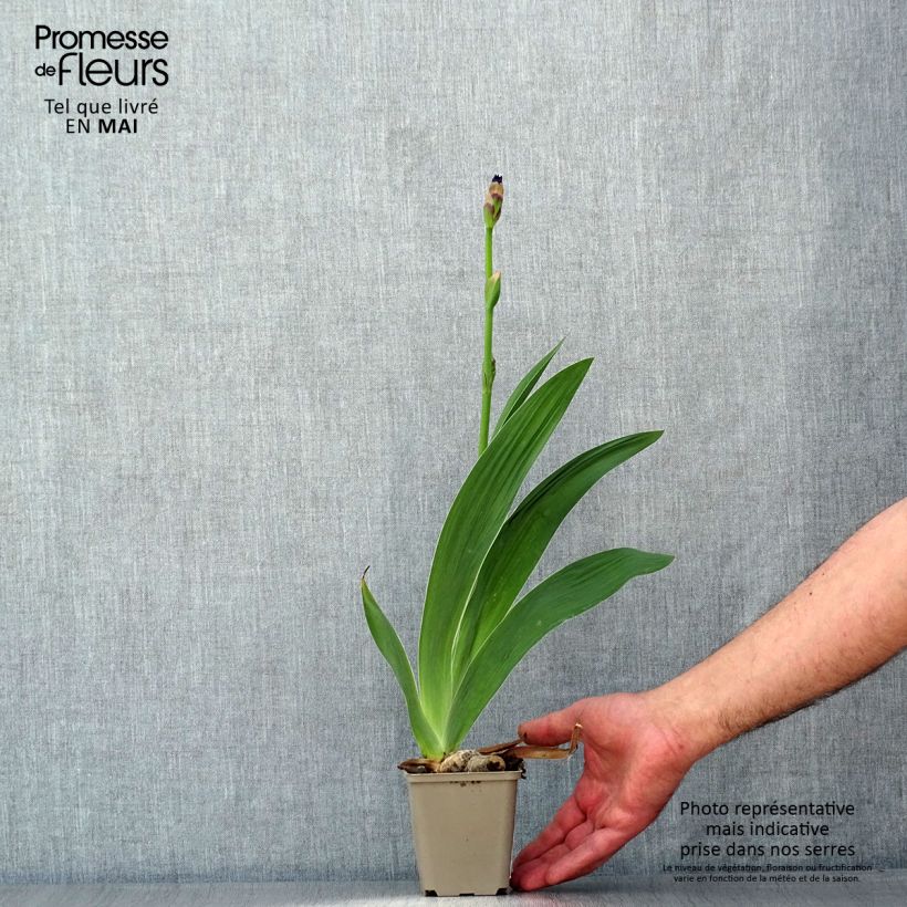 Iris germanica Confiserie Maceta de 8/9 cm Ejemplar entregado en la primavera