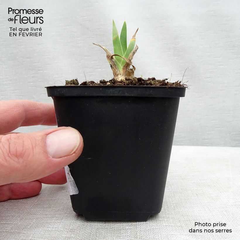 Iris germanica Dame Blanche Maceta de 8/9 cm Ejemplar entregado en invierno