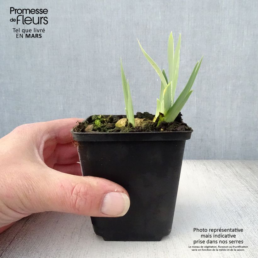 Iris germanica Dame Blanche Maceta de 8/9 cm Ejemplar entregado en la primavera