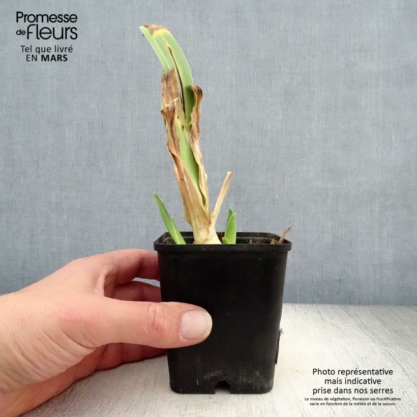 Iris germanica Dance Hall Dandy Maceta de 8/9 cm Ejemplar entregado en la primavera