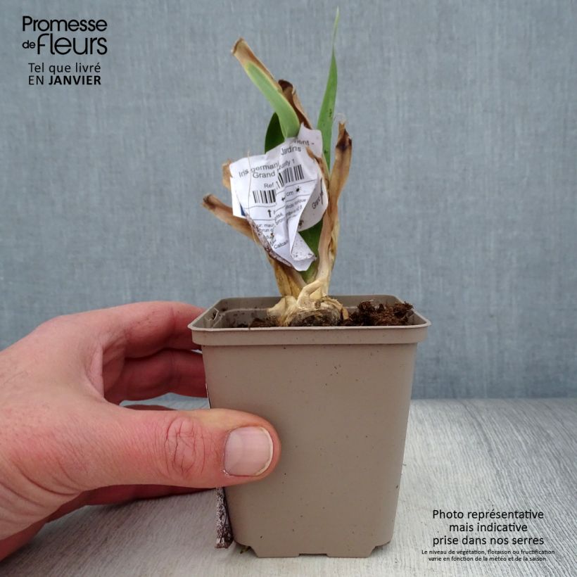 Iris germanica Déguisement Maceta de 8/9 cm Ejemplar entregado en invierno