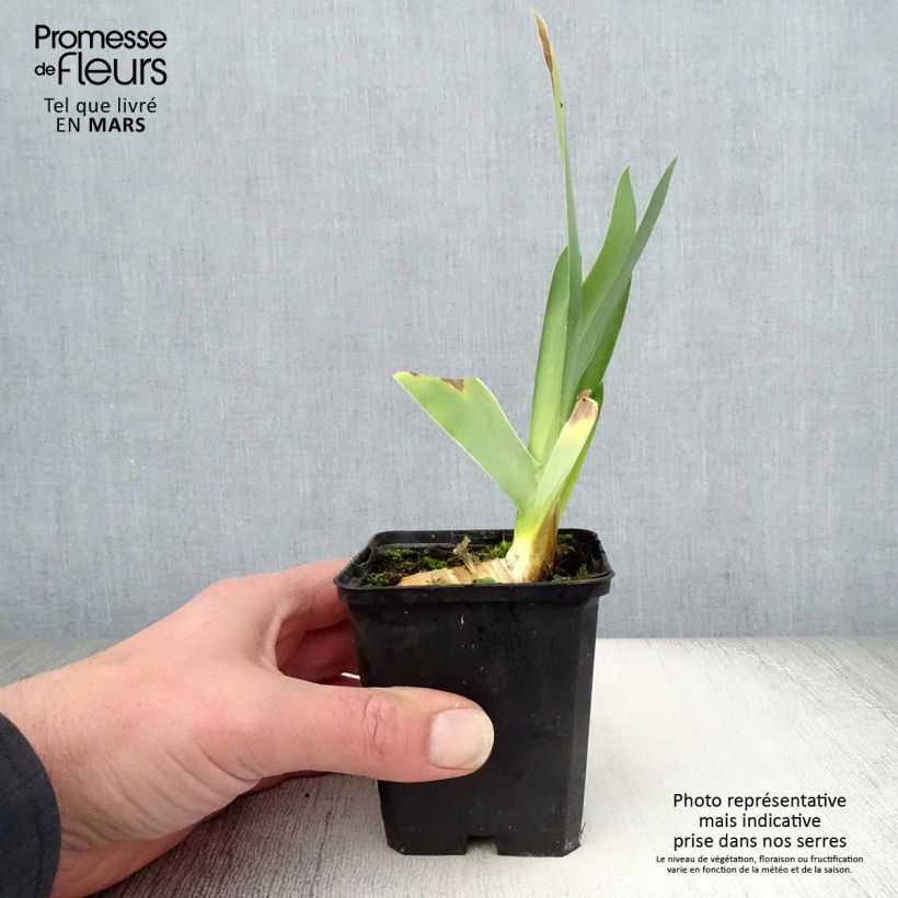 Iris germanica Delta Blues Maceta de 8/9 cm Ejemplar entregado en la primavera