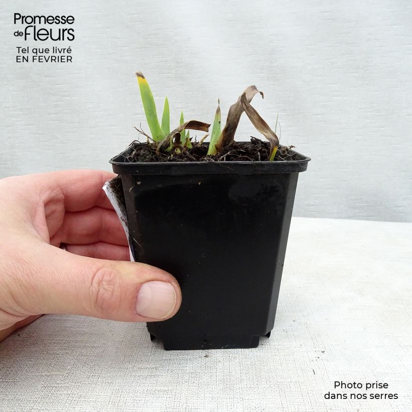 Iris germanica Devil Baby Maceta de 8/9 cm Ejemplar entregado en invierno