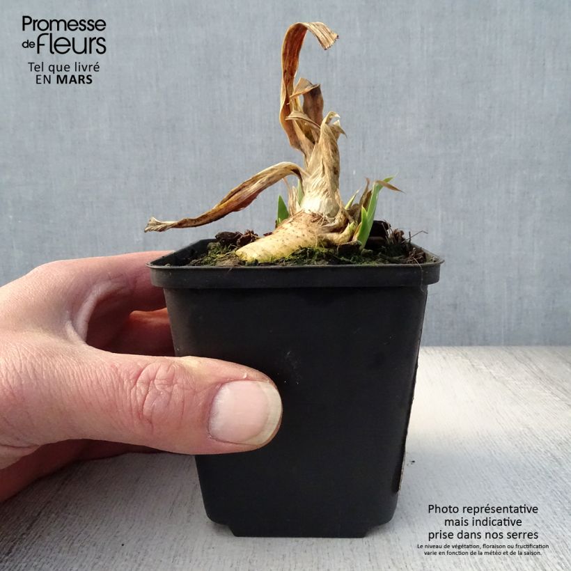 Iris germanica Devil Baby Maceta de 8/9 cm Ejemplar entregado en la primavera