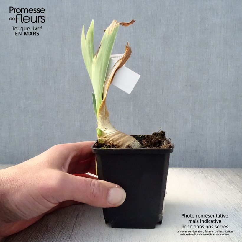 Iris germanica Drama Queen Maceta de 8/9 cm Ejemplar entregado en la primavera