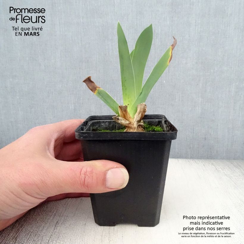 Iris germanica Edith Wolford Maceta de 8/9 cm Ejemplar entregado en la primavera