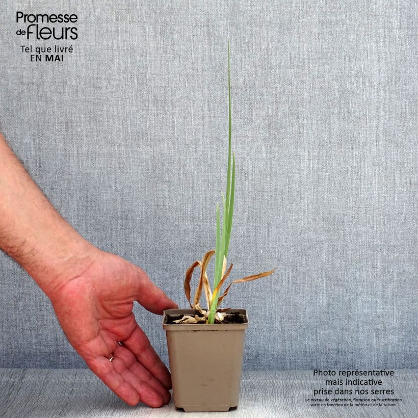Iris germanica En Ebullition Maceta de 8/9 cm Ejemplar entregado en la primavera