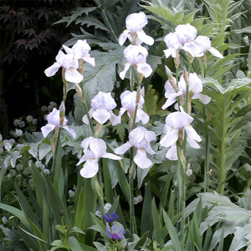 Iris germanica English cottage (Floración)