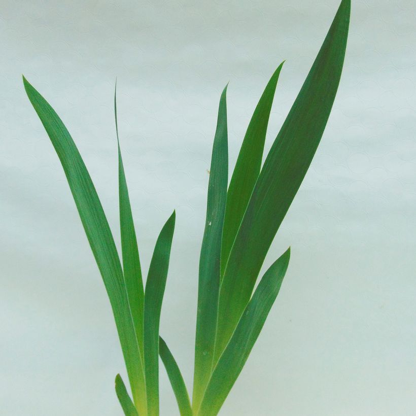 Iris germanica Fall Fiesta (Follaje)
