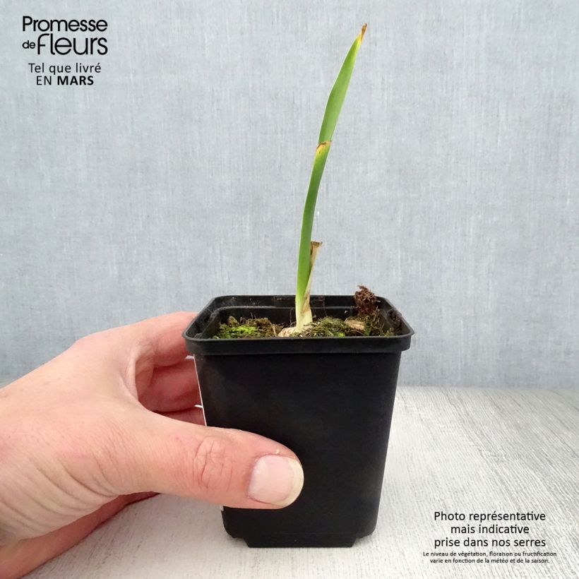 Iris germanica Fiery Temper Maceta de 8/9 cm Ejemplar entregado en la primavera