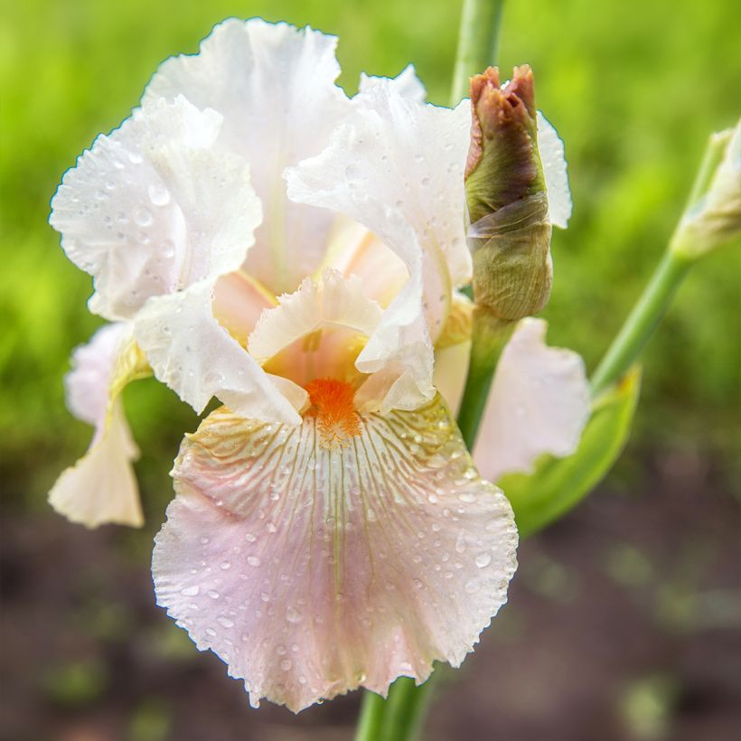 Iris germanica Frappé (Floración)