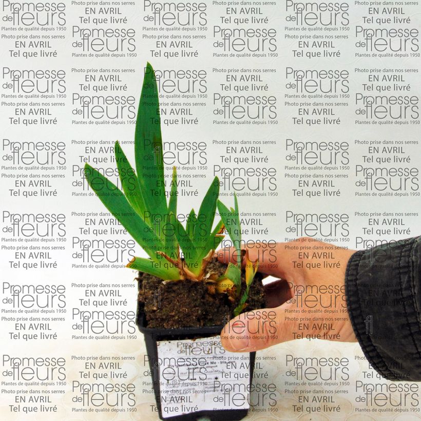 Ejemplo de ejemplar de Iris germanica Frisk Me Maceta de 8/9 cm tal y como se entrega