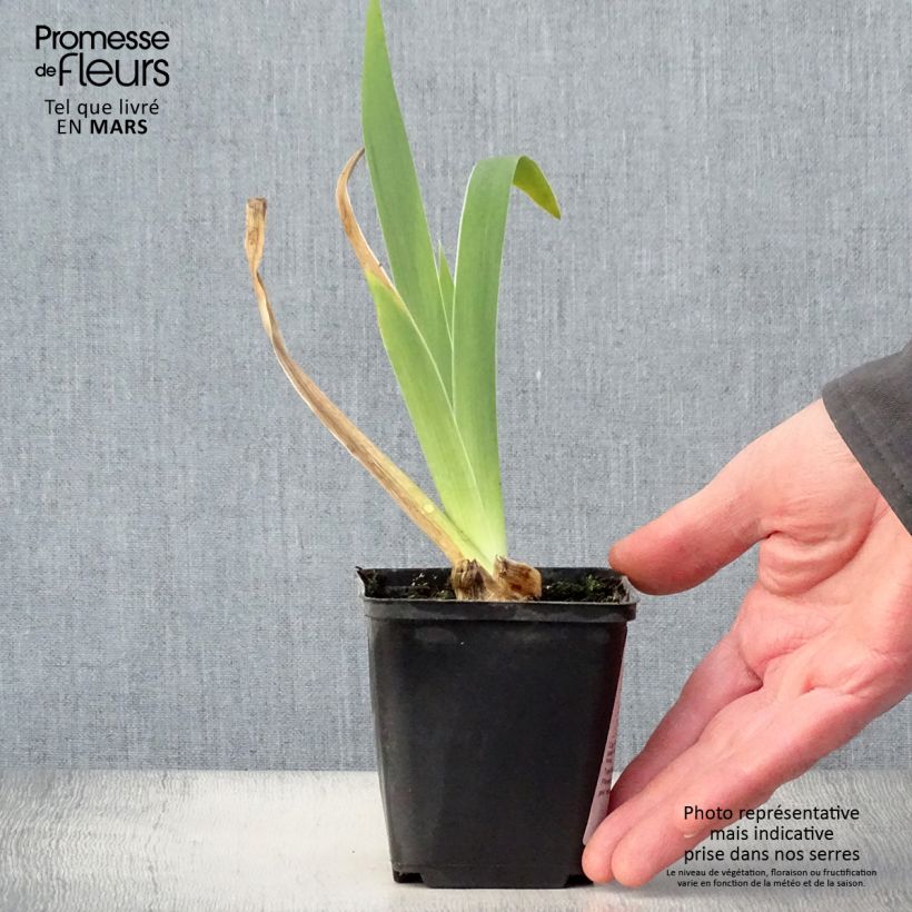 Iris germanica Frison-Roche Maceta de 8/9 cm Ejemplar entregado en la primavera