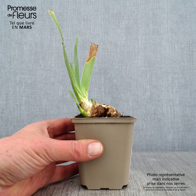 Iris germanica Galopade Maceta de 8/9 cm Ejemplar entregado en invierno