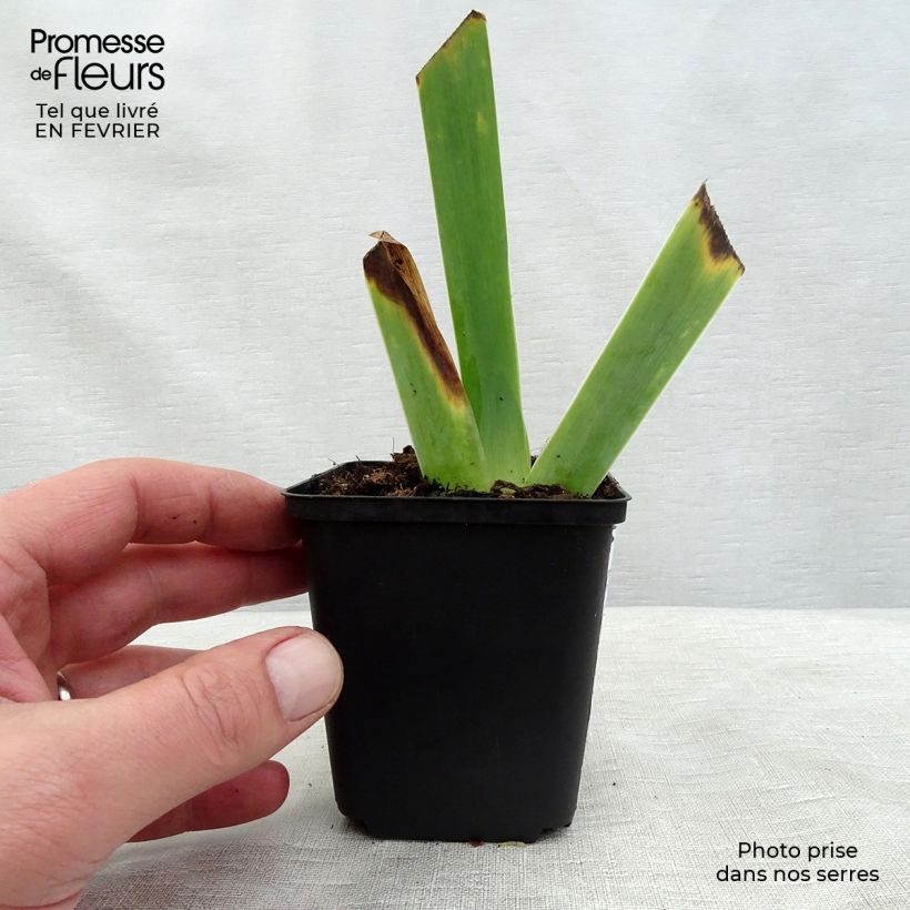 Iris germanica Ghost Train Maceta de 8/9 cm Ejemplar entregado en invierno