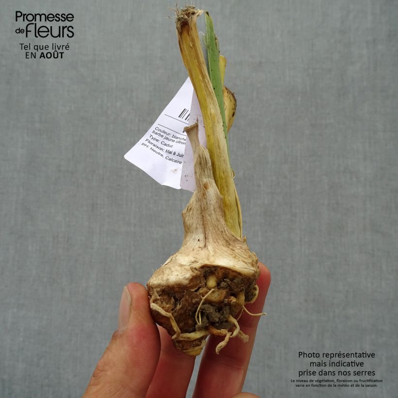 Ejemplar de Iris germanica Glacier Maceta de 8/9 cm entregado en verano