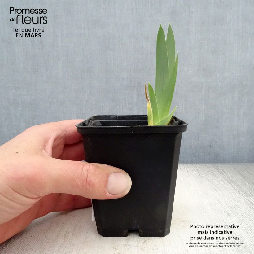 Iris germanica Gold Galore Maceta de 8/9 cm Ejemplar entregado en la primavera