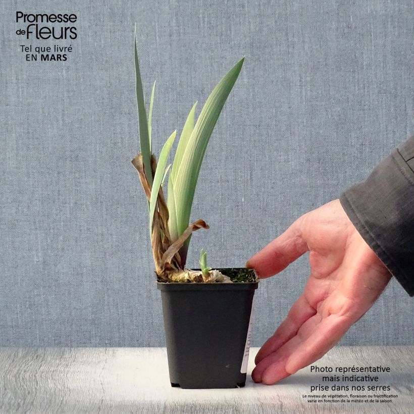 Iris germanica Golden Immortal Maceta de 8/9 cm Ejemplar entregado en la primavera