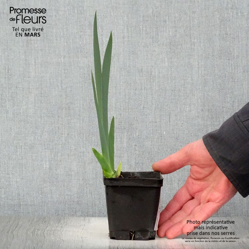 Iris germanica Grand Canari Maceta de 8/9 cm Ejemplar entregado en la primavera