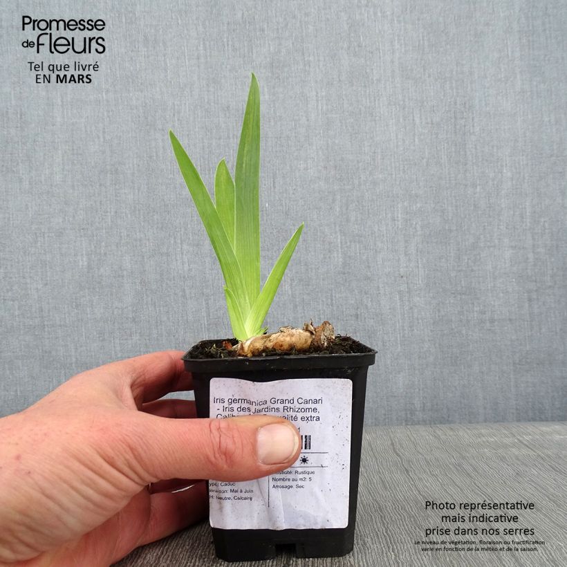 Iris germanica Grand Canari Maceta de 8/9 cm Ejemplar entregado en invierno