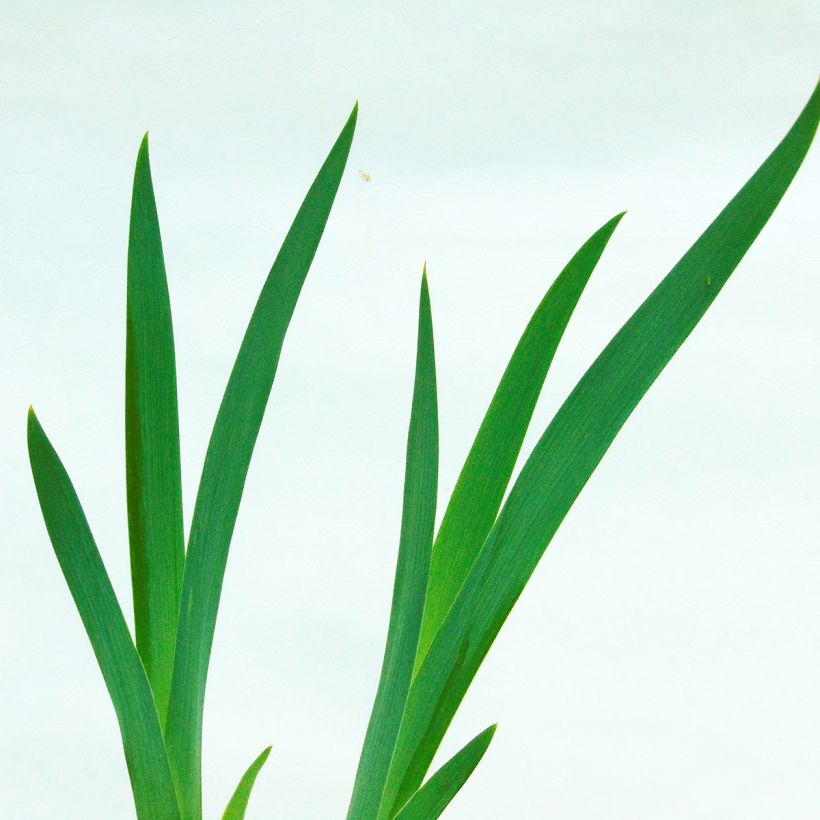 Iris germanica Impressionist (Follaje)