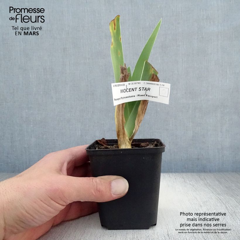 Iris germanica Innocent Star Maceta de 8/9 cm Ejemplar entregado en la primavera
