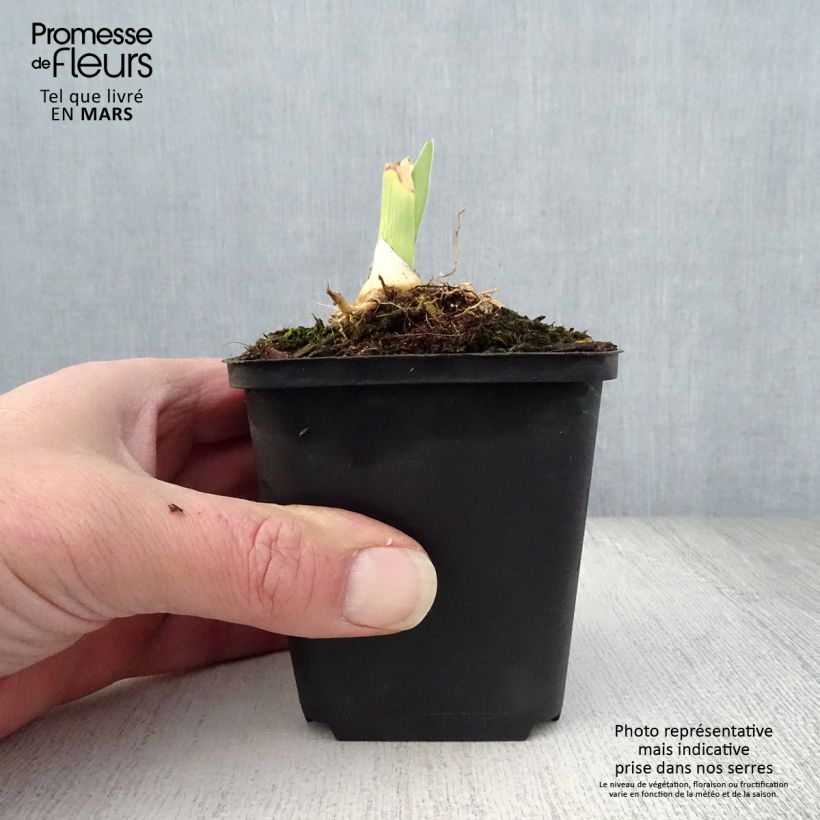 Iris germanica Jacques Cœur Maceta de 8/9 cm Ejemplar entregado en la primavera