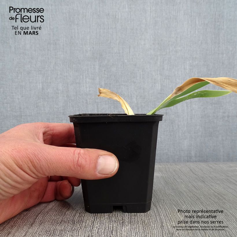 Iris germanica Jacques Cœur Maceta de 8/9 cm Ejemplar entregado en invierno