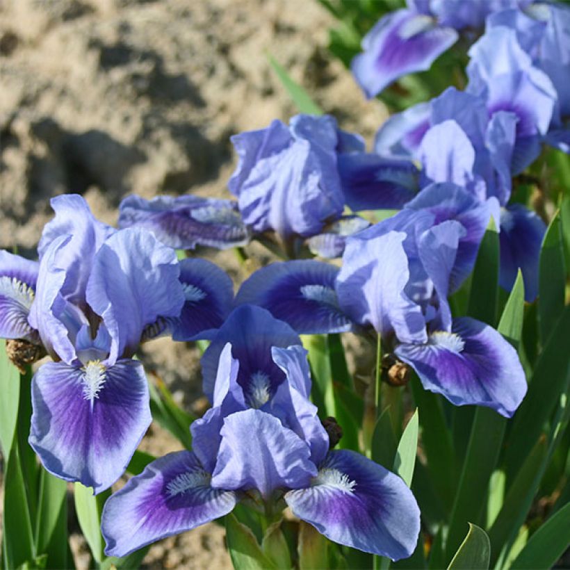 Iris germanica Katty Petts (Floración)
