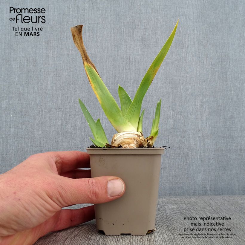 Iris germanica La part des Anges Maceta de 8/9 cm Ejemplar entregado en invierno