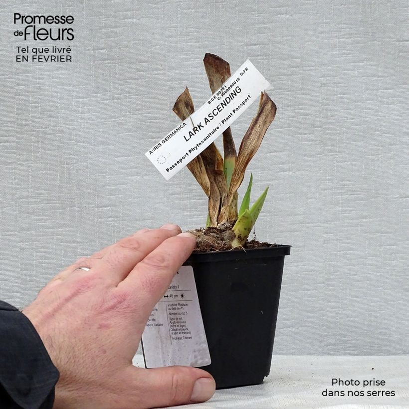 Iris germanica Lark Ascending Maceta de 8/9 cm Ejemplar entregado en invierno