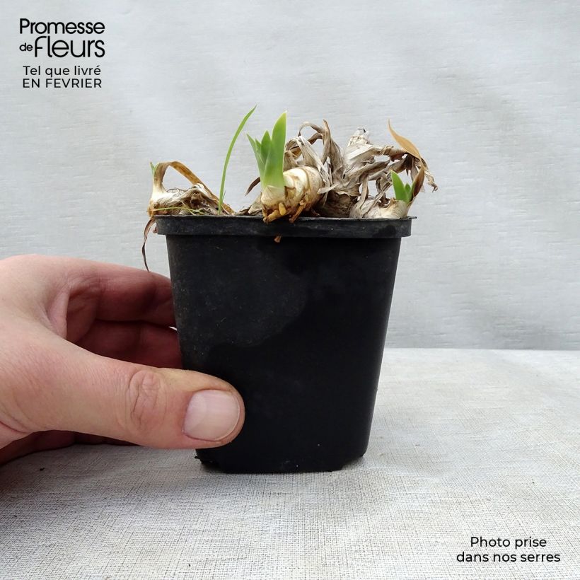 Iris germanica Ma Mie Maceta de 8/9 cm Ejemplar entregado en invierno