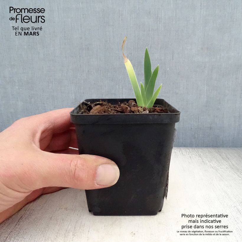 Iris germanica Ma Mie Maceta de 8/9 cm Ejemplar entregado en la primavera