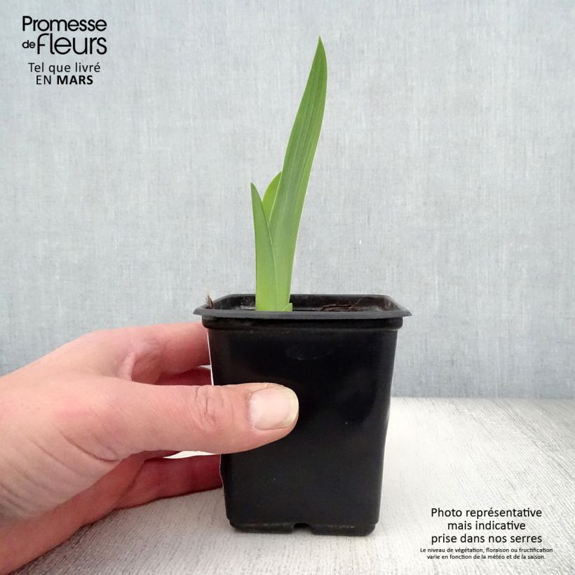 Iris germanica Mariposa Autumn Maceta de 8/9 cm Ejemplar entregado en la primavera