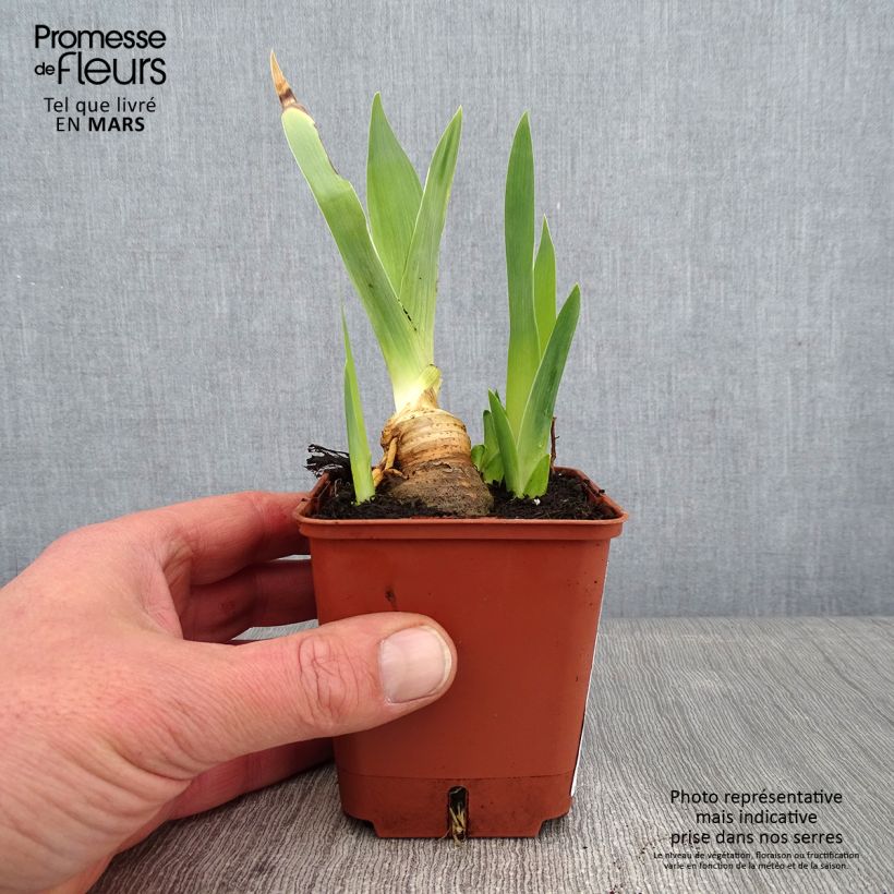 Iris germanica Mariposa Autumn Maceta de 8/9 cm Ejemplar entregado en invierno