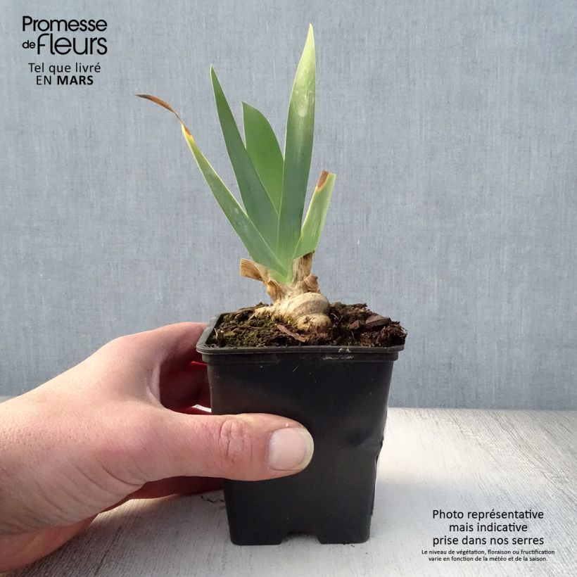 Iris germanica Marron Chaud Maceta de 8/9 cm Ejemplar entregado en la primavera