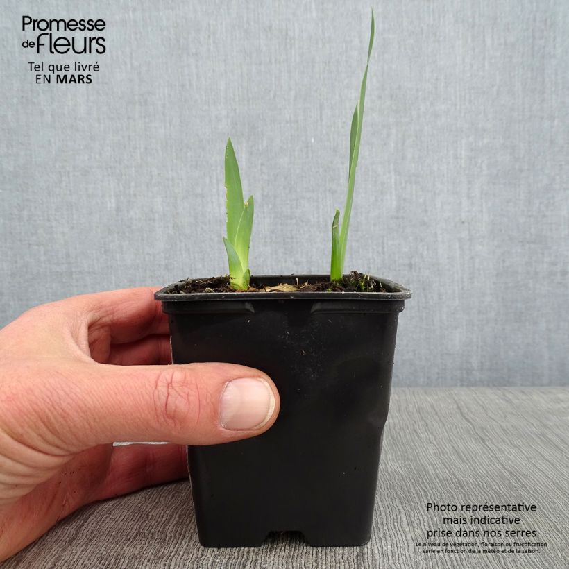 Iris germanica Marron Chaud Maceta de 8/9 cm Ejemplar entregado en invierno