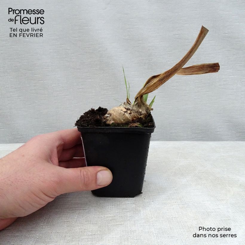 Iris germanica Mary Frances Maceta de 8/9 cm Ejemplar entregado en invierno