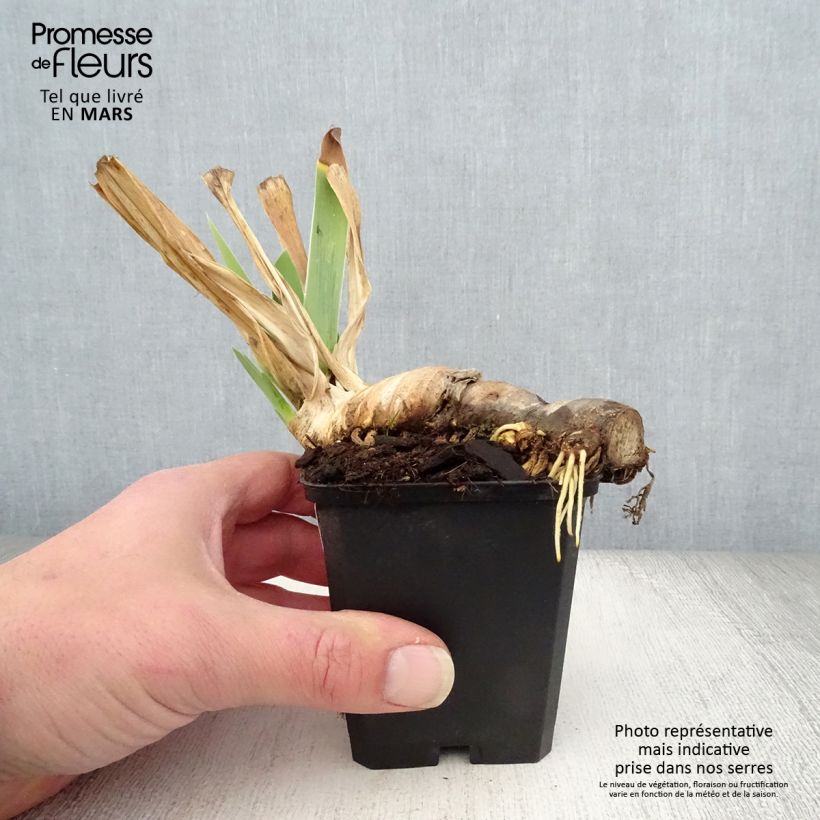 Iris germanica Mary Frances Maceta de 8/9 cm Ejemplar entregado en la primavera