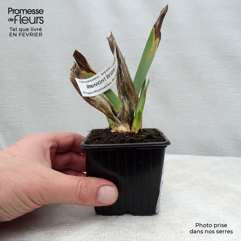 Iris germanica Midnight Revelry Maceta de 8/9 cm Ejemplar entregado en invierno