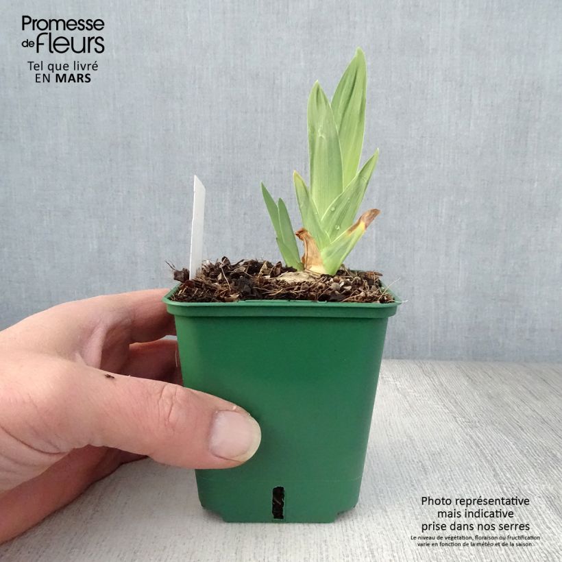 Iris germanica Night Edition Maceta de 8/9 cm Ejemplar entregado en la primavera