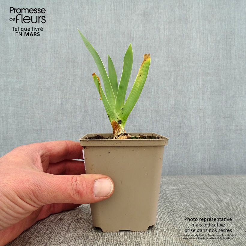 Iris germanica Night Edition Maceta de 8/9 cm Ejemplar entregado en invierno